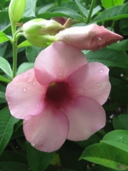 ต้นบานบุรี ดอกสีชมพู กระถาง 50-60 ซ.ม. / ต้น