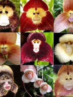 กล้วยไม้ หน้าลิง (monkey face orchid) / 10 เม็ด