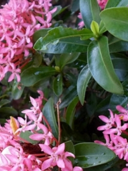 ต้นเข็มชมพู สูง 10-30 ซ.ม. / ต้น