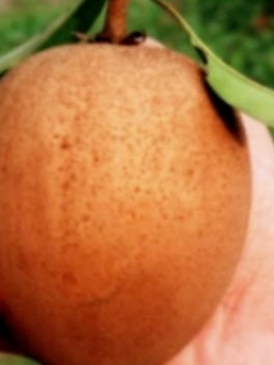 ละมุดยักษ์สาลี่เวียดนาม / 10 เม็ด (Vietnam)