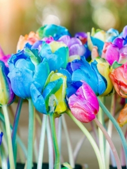 ทิวลิป แฟนซี (Rainbow Tulip) / 10 เม็ด (S095)