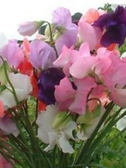 สวีทพี แมมมอธ (Sweet Pea Mammoth) คละ / 100 เม็ด