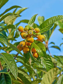 ต้นมารูลา หรือต้นช้างเมา (African Marula) เพาะเมล็ด จากต่างประเทศ