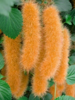 หางกระรอกแดง (Chenille plant - Hybrid F2) สีส้ม / 25 เม็ด (Indonesia)
