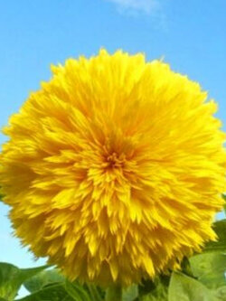 ทานตะวัน เท็ดดี้แบร์ (Sunflower - Teddy Bear) / 150 เม็ด (UK)