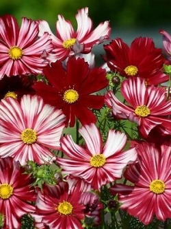 ดาวกระจาย (Cosmos - Velouette) / 100 เม็ด (UK)