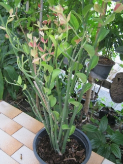 ต้นนกน้อย ใบเขียว สูง 40-50 ซ.ม. / ต้น