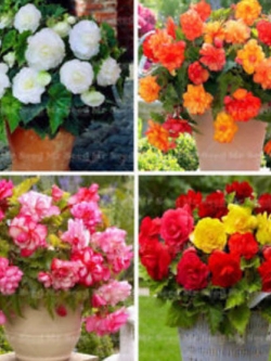 บีโกเนีย (Begonia) คละสี 10 สี / 300 เม็ด
