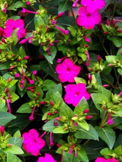 บานเย็น สีม่วง-บานเย็น / ซอง 20 เม็ด (A105)