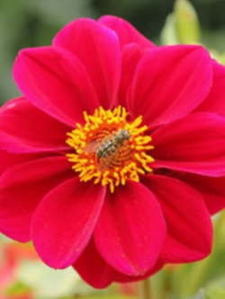 ดาห์เลีย หรือรักเร่ (Dahlia) สีแดง / ซอง 100 เม็ด (S045)