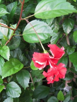 ต้นชบาดอกซ้อน ดอกแดง สูง 60-80 ซ.ม./ ต้น