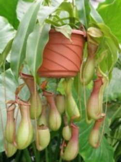 หม้อข้าวหม้อแกงลิง (Nepenthes) ทรงสูง คละ / 50 เม็ด