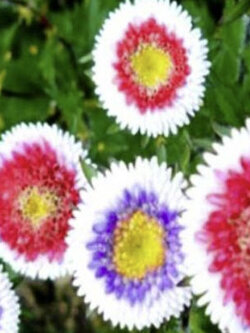 แอสเตอร์ พอมพอน (Aster Pompon - Hi No Maru) / 100 เม็ด (UK)