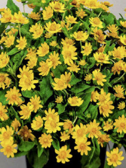 กระดุมทอง หรือเมแลมโพเดียม (Melampodium Butter Daisy) / 30 เม็ด (UK)