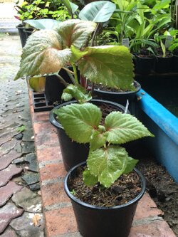 ต้นหูปลาช่อน หรือต้นไม้ 7 สี กระถาง 8 นิ้ว