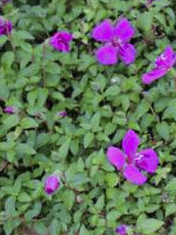 ต้นโคลงเคลงเลื้อย กระถาง 8 นิ้ว