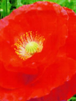 คอร์น ป๊อปปี้ (Corn Poppy) สีแดง / ซอง 100 เม็ด