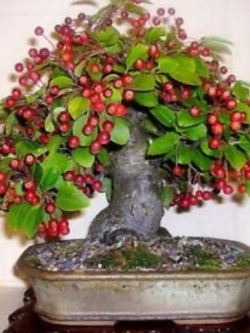 มินิแอปเปิ้ลบอนไซ (Mini apple) / 10 เม็ด (นอก)