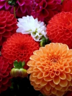 ดาห์เลียปิงปอง (Dahlia Pompons) ซ้อน คละสี / 30 เม็ด (Ukraine)