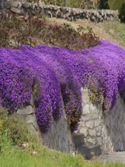 ร็อคคริส (Rock Cress) สีม่วง / 50 เม็ด