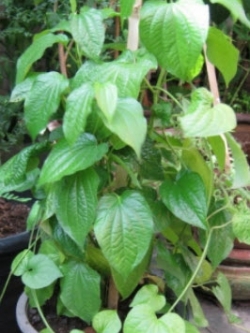 ต้นชะพลู กระถาง 8 นิ้ว (L)