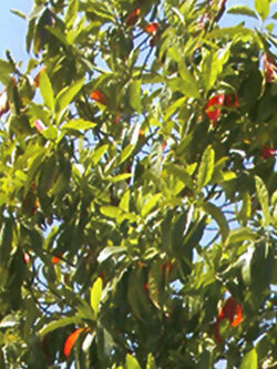 เมล็ดพันธุ์ ต้นน้ำตาพระศิวะ รุทรักษะ จากต้นแม่ในไทย Rudraksha สำหรับเพาะต้นกล้า / 10 เม็ด