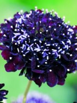 สกาบิโอซา แบล๊คไนท์ (Scabiosa - Black Knight) / 100 เม็ด (UK)