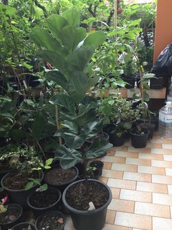 ต้นไทรใบสัก กระถาง สูง 100-110 ซ.ม. / ต้น