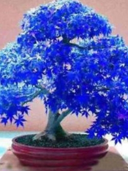 เมเปิ้ลญี่ปุ่น (Japanese Maple) สีน้ำเงิน / 30 เม็ด