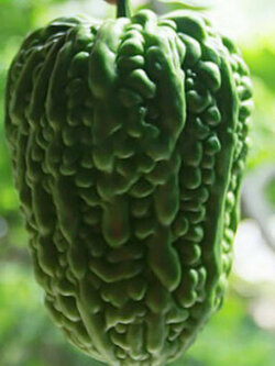 มะระเขียว (Balsam Pear) / 10 เม็ด (Taiwan)