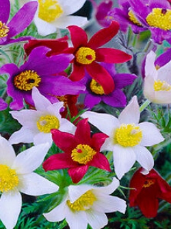 พาสคิว ฟลาวเวอร์ (Pasque flower) คละ / 35 เม็ด (UK)