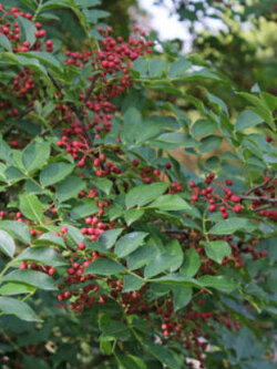 พริกไทยเสฉวน (Sichuan Pepper) / 50 เม็ด (China)*