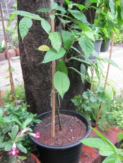 กระดังงาสงขลา (กระถาง)