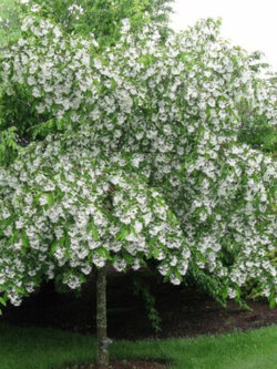 หงส์ฟู่ (Chinese Fringe Tree) สีขาว / 5 เม็ด (Australia)