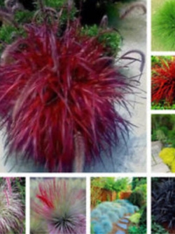 หญ้าฟาง (Fescue grass) คละหลายสี / 100 เม็ด