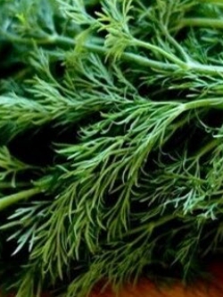 ผักชีลาว (Dill) / 200 เม็ด (Australia)