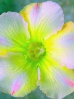 ชวนชม (Adenium Obesum) สีชมพู-มะนาว / 3 เม็ด (UK)