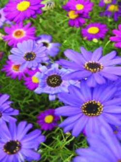 เดซี่ สวอน ริเวอร์ (Swan River Daisy) คละ / 8,000 เม็ด (UK)