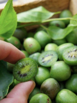 กีวี่ มินิ (Kiwi mini) / 50 เม็ด (China)