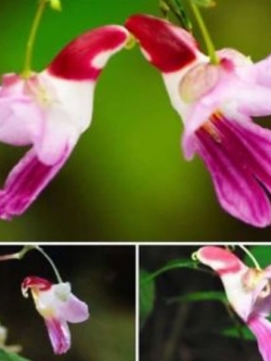 กล้วยไม้นกแก้ว (Parrot Orchid) / 20 เม็ด