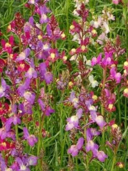 โทดแฟล็กซ์ (Toadflax - Northern Lights) คละ / 60,000 เม็ด (UK)*