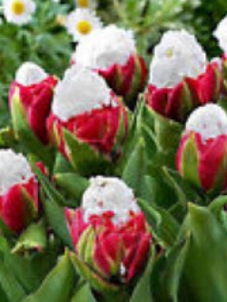 Cabbage Tulip แดง-ขาว / 200 เม็ด (นอก)