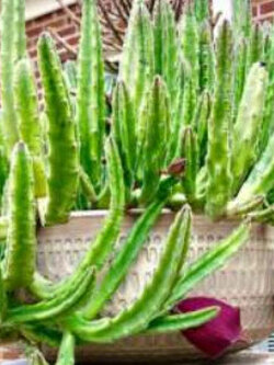 ระฆังดำ (Black Bells) / 5 เม็ด (Portugal)