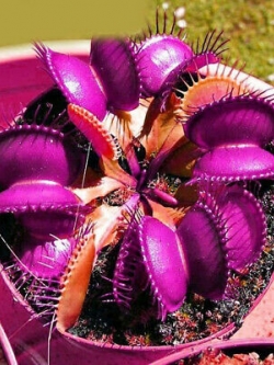 กาบหอยแครงยักษ์สีม่วง (Purple Giant Venus Flytrap) / 50 เม็ด