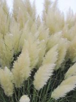 หญ้าภูเขา (Pampas grass) สีขาวเงิน / 1,000 เม็ด