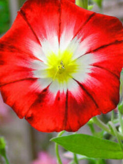 มอนิ่ง กลอรี่ แดง (Dwarf Morning Glory Red Ensign) / 10 เม็ด (UK)