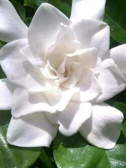 ต้นพุดเศรษฐีบางใหญ่ หรือพุดบางใหญ่ สูง 30-50 ซ.ม. / ต้น