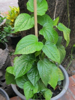 ต้นชะพลู กระถาง 4 นิ้ว (S)