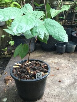 ต้นใบไม้สีทอง กระถาง 8 นิ้ว สูง 10-25 ซ.ม.