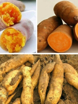 มันเหลือง หรือมันเทศหวานเหลือง (Yellow Sweet Potato) / 50 เม็ด (นอก)